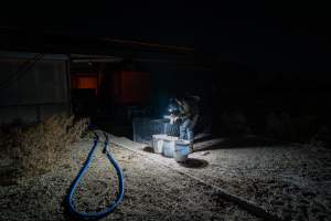 Investigator films buckets of dead piglets outside farrowing shed - Captured at EcoPiggery, Leitchville VIC Australia.