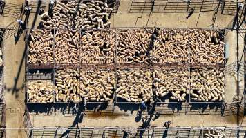 Captured at Dubbo Regional Livestock Markets, Dubbo NSW Australia.