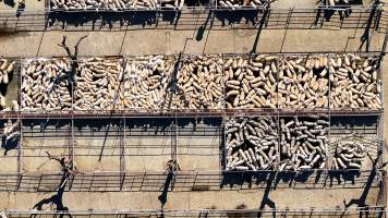 Captured at Dubbo Regional Livestock Markets, Dubbo NSW Australia.