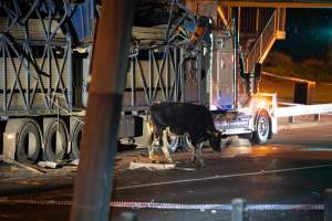 Cow roped to crashed truck after escaping - At around 8.30pm on Tuesday 23 July 2024, a truck carrying dairy cows and calves crashed into the Cremorne Railway Bridge over Alexandra Avenue, South Yarra. 

The top sections of the truck were completely crushed, with many cows suffering excruciating injuries including broken legs and necks. Others jumped from the top of the truck and attempted to run, with some sighted running down major roads. - Captured at VIC.