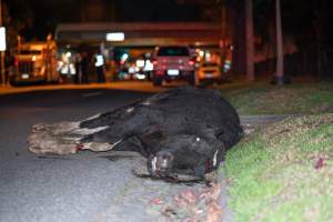 Cow with broken leg euthanised on Alexandra Ave, after escaping from crashed truck - At around 8.30pm on Tuesday 23 July 2024, a truck carrying dairy cows and calves crashed into the Cremorne Railway Bridge over Alexandra Avenue, South Yarra. 

The top sections of the truck were completely crushed, with many cows suffering excruciating injuries including broken legs and necks. Others jumped from the top of the truck and attempted to run, with some sighted running down major roads. - Captured at VIC.