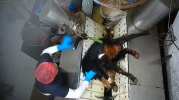 Goat shoved onto stunning restraint - Captured at MD Foods Australia, Echuca VIC Australia.