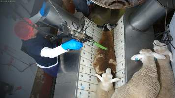 Sheep in stunning restraint - Captured at MD Foods Australia, Echuca VIC Australia.