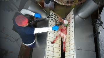 Bloody sheep stunned - A blood-covered sheep is stunned with an electric stunner - Captured at MD Foods Australia, Echuca VIC Australia.