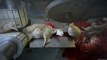 Sheep sticking - A sheep raises their head after their throat is cut. - Captured at MD Foods Australia, Echuca VIC Australia.