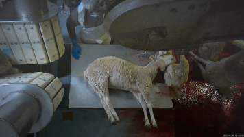 Sheep sticking - Sheep lying on sticking table. - Captured at MD Foods Australia, Echuca VIC Australia.