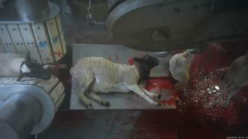 Sheep on sticking table - Captured at MD Foods Australia, Echuca VIC Australia.