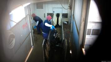 Goats in race - A goat is pulled by their horns in the race. - Captured at MD Foods Australia, Echuca VIC Australia.