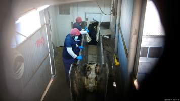 Goat on back in race - Captured at MD Foods Australia, Echuca VIC Australia.