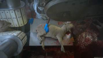 Sheep on sticking table - Captured at MD Foods Australia, Echuca VIC Australia.