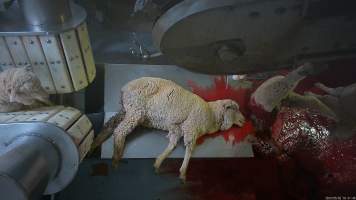 Sheep sticking - A sheep lies in a pool of blood on the sticking table. - Captured at MD Foods Australia, Echuca VIC Australia.