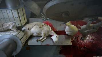 Sheep sticking - A sheep lifts their head after having their throat slit. - Captured at MD Foods Australia, Echuca VIC Australia.