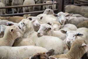 Sheep in slaughterhouse holding pens - Captured at MD Foods Australia, Echuca VIC Australia.