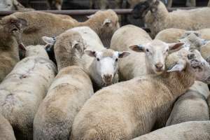 Sheep in slaughterhouse holding pens - Captured at MD Foods Australia, Echuca VIC Australia.