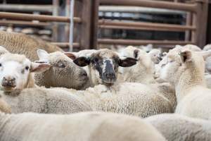 Sheep in slaughterhouse holding pens - Captured at MD Foods Australia, Echuca VIC Australia.