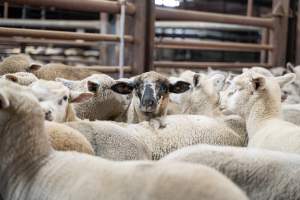 Sheep in slaughterhouse holding pens - Captured at MD Foods Australia, Echuca VIC Australia.