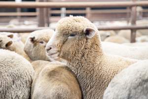 Sheep in slaughterhouse holding pens - Captured at MD Foods Australia, Echuca VIC Australia.