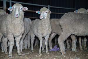 Sheep in slaughterhouse holding pens - Captured at MD Foods Australia, Echuca VIC Australia.