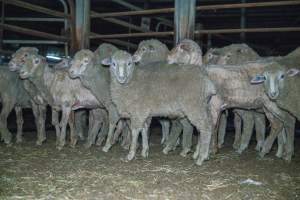 Sheep in slaughterhouse holding pens - Captured at MD Foods Australia, Echuca VIC Australia.