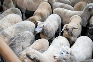 Sheep in slaughterhouse holding pens - Captured at MD Foods Australia, Echuca VIC Australia.