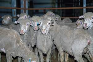 Sheep in slaughterhouse holding pens - Captured at MD Foods Australia, Echuca VIC Australia.