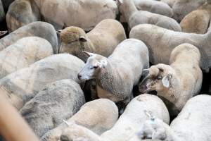 Sheep in slaughterhouse holding pens - Captured at MD Foods Australia, Echuca VIC Australia.