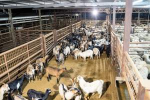 Goats in Slaughterhouse Holding Pens - Captured at MD Foods Australia, Echuca VIC Australia.