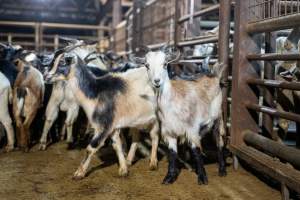 Goats in Slaughterhouse Holding Pens - Captured at MD Foods Australia, Echuca VIC Australia.