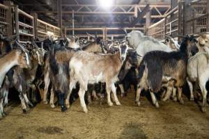 Goats in Slaughterhouse Holding Pens - Captured at MD Foods Australia, Echuca VIC Australia.