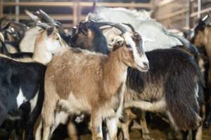 Goats in Slaughterhouse Holding Pens - Captured at MD Foods Australia, Echuca VIC Australia.