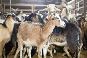 Goats in Slaughterhouse Holding Pens - Captured at MD Foods Australia, Echuca VIC Australia.