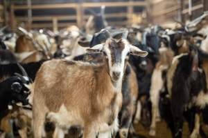 Goats in Slaughterhouse Holding Pens - Captured at MD Foods Australia, Echuca VIC Australia.