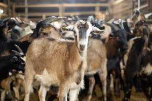 Goats in Slaughterhouse Holding Pens - Captured at MD Foods Australia, Echuca VIC Australia.