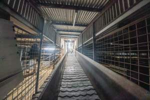 Race Leading to Restraint and Kill Room At Slaughterhouse - Captured at MD Foods Australia, Echuca VIC Australia.