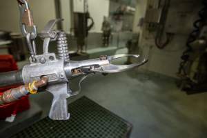 Hoof and Head Cutter Inside Slaughterhouse Kill Room - Captured at MD Foods Australia, Echuca VIC Australia.