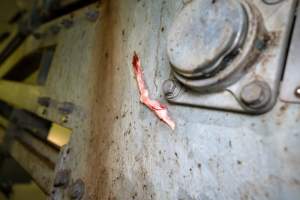 Flesh Stuck On Part of the Shackle Line - Captured at MD Foods Australia, Echuca VIC Australia.