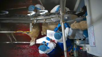 Sheep sticking - Many sheep appeared to show signs of consciousness, including blinking and thrashing, after their throats had been slit. - Captured at Cedar Meats, Brooklyn VIC Australia.