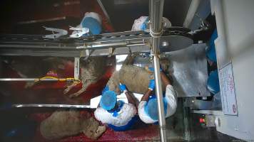 Sheep falls on floor of kill room - Captured at Cedar Meats, Brooklyn VIC Australia.