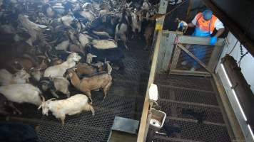 Newborn goat brought to holding pen - Hidden cameras captured a mother goat giving birth to a baby in the stunning restraint. Moments after they were born, the mother is killed and the baby taken to a small holding pen. Nine hours after their birth, the baby goat is killed with a bolt gun. - Captured at Cedar Meats, Brooklyn VIC Australia.