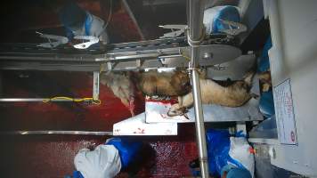 Goat slaughter - Once in the kill room, goats have their throats slit and are hung upside down on a shackle line. Our cameras show that continued consciousness is not uncommon, with goats appearing to blink, thrash and struggle as they bleed out on the sticking table. Some goats fall into the blood-filled drain below the shackle line and are seen continuing to struggle as other goats are killed above them. Footage shows one fully conscious goat, frantic with fear, sliding through the deep blood and cowering as the blood of dozens of goats covers them completely. Finally they are dragged out and shackled. - Captured at Cedar Meats, Brooklyn VIC Australia.