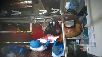 A worker leaves bloody handprints on the body of a goat - Workers are seen playing with the blood and tongues of dying goats and even deliberately printing bloody handprints on their bodies. - Captured at Cedar Meats, Brooklyn VIC Australia.