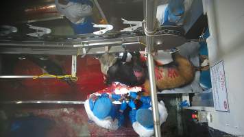 Workers play with the tongue of a dying goat. - Workers are seen playing with the blood and tongues of dying goats and even deliberately printing bloody handprints on their bodies. - Captured at Cedar Meats, Brooklyn VIC Australia.