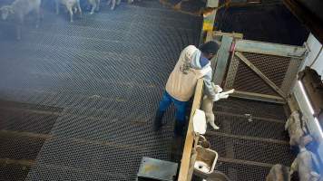 Worker carrying a lamb to the kill pen - Each day, workers will collect newborn goats (kids) and lambs, and deposit them in a small pen.

Lambs and kids are killed using a handheld bolt gun which shoots a retracting bolt into their brain. Used as a method of ‘stunning’ for larger animals, captive bolt guns are known for being unreliable in their ability to render an animal unconscious and insensible to pain. Yet, it is still legal in Victoria to use these devices as a method of slaughter for newborn animals. 

Our footage shows baby goats continuing to struggle, sit up, cry out and attempt to stand for over 6 hours after they have been shot by a captive bolt gun. One of these kids struggles throughout the night and is ultimately shot again by a worker the following morning, but only after another newborn has been added to the pen. Another kid is seen sitting up and calling out less than 10 minutes after they have been shot. They attempt to stand and continue to cry throughout the night before a worker picks them up and carries them away in the early hours of the following morning. - Captured at Cedar Meats, Brooklyn VIC Australia.