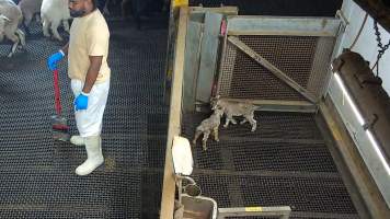 Two infant goats in kill pen. - Each day, workers will collect newborn goats (kids) and lambs, and deposit them in a small pen.

Lambs and kids are killed using a handheld bolt gun which shoots a retracting bolt into their brain. Used as a method of ‘stunning’ for larger animals, captive bolt guns are known for being unreliable in their ability to render an animal unconscious and insensible to pain. Yet, it is still legal in Victoria to use these devices as a method of slaughter for newborn animals. 

Our footage shows baby goats continuing to struggle, sit up, cry out and attempt to stand for over 6 hours after they have been shot by a captive bolt gun. One of these kids struggles throughout the night and is ultimately shot again by a worker the following morning, but only after another newborn has been added to the pen. Another kid is seen sitting up and calling out less than 10 minutes after they have been shot. They attempt to stand and continue to cry throughout the night before a worker picks them up and carries them away in the early hours of the following morning.
 - Captured at Cedar Meats, Brooklyn VIC Australia.