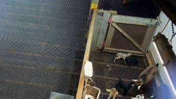 Baby goats in kill pen - Each day, workers will collect newborn goats (kids) and lambs, and deposit them in a small pen.

Lambs and kids are killed using a handheld bolt gun which shoots a retracting bolt into their brain. Used as a method of ‘stunning’ for larger animals, captive bolt guns are known for being unreliable in their ability to render an animal unconscious and insensible to pain. Yet, it is still legal in Victoria to use these devices as a method of slaughter for newborn animals. 

Our footage shows baby goats continuing to struggle, sit up, cry out and attempt to stand for over 6 hours after they have been shot by a captive bolt gun. One of these kids struggles throughout the night and is ultimately shot again by a worker the following morning, but only after another newborn has been added to the pen. Another kid is seen sitting up and calling out less than 10 minutes after they have been shot. They attempt to stand and continue to cry throughout the night before a worker picks them up and carries them away in the early hours of the following morning. - Captured at Cedar Meats, Brooklyn VIC Australia.