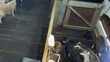 Baby goat with hoof stuck in grate of kill pen - Each day, workers will collect newborn goats (kids) and lambs, and deposit them in a small pen.

Lambs and kids are killed using a handheld bolt gun which shoots a retracting bolt into their brain. Used as a method of ‘stunning’ for larger animals, captive bolt guns are known for being unreliable in their ability to render an animal unconscious and insensible to pain. Yet, it is still legal in Victoria to use these devices as a method of slaughter for newborn animals. 

Our footage shows baby goats continuing to struggle, sit up, cry out and attempt to stand for over 6 hours after they have been shot by a captive bolt gun. One of these kids struggles throughout the night and is ultimately shot again by a worker the following morning, but only after another newborn has been added to the pen. Another kid is seen sitting up and calling out less than 10 minutes after they have been shot. They attempt to stand and continue to cry throughout the night before a worker picks them up and carries them away in the early hours of the following morning. - Captured at Cedar Meats, Brooklyn VIC Australia.