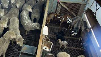 Baby goats crying out in kill pen - Each day, workers will collect newborn goats (kids) and lambs, and deposit them in a small pen.

Lambs and kids are killed using a handheld bolt gun which shoots a retracting bolt into their brain. Used as a method of ‘stunning’ for larger animals, captive bolt guns are known for being unreliable in their ability to render an animal unconscious and insensible to pain. Yet, it is still legal in Victoria to use these devices as a method of slaughter for newborn animals. 

Our footage shows baby goats continuing to struggle, sit up, cry out and attempt to stand for over 6 hours after they have been shot by a captive bolt gun. One of these kids struggles throughout the night and is ultimately shot again by a worker the following morning, but only after another newborn has been added to the pen. Another kid is seen sitting up and calling out less than 10 minutes after they have been shot. They attempt to stand and continue to cry throughout the night before a worker picks them up and carries them away in the early hours of the following morning. - Captured at Cedar Meats, Brooklyn VIC Australia.