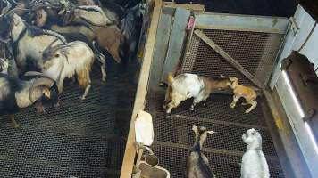 Newborn lamb in kill pen - Each day, workers will collect newborn goats (kids) and lambs, and deposit them in a small pen.

Lambs and kids are killed using a handheld bolt gun which shoots a retracting bolt into their brain. Used as a method of ‘stunning’ for larger animals, captive bolt guns are known for being unreliable in their ability to render an animal unconscious and insensible to pain. Yet, it is still legal in Victoria to use these devices as a method of slaughter for newborn animals. 

Our footage shows baby goats continuing to struggle, sit up, cry out and attempt to stand for over 6 hours after they have been shot by a captive bolt gun. One of these kids struggles throughout the night and is ultimately shot again by a worker the following morning, but only after another newborn has been added to the pen. Another kid is seen sitting up and calling out less than 10 minutes after they have been shot. They attempt to stand and continue to cry throughout the night before a worker picks them up and carries them away in the early hours of the following morning. - Captured at Cedar Meats, Brooklyn VIC Australia.