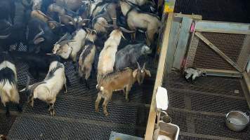 Baby goat crying out in kill pen - Each day, workers will collect newborn goats (kids) and lambs, and deposit them in a small pen.

Lambs and kids are killed using a handheld bolt gun which shoots a retracting bolt into their brain. Used as a method of ‘stunning’ for larger animals, captive bolt guns are known for being unreliable in their ability to render an animal unconscious and insensible to pain. Yet, it is still legal in Victoria to use these devices as a method of slaughter for newborn animals. 

Our footage shows baby goats continuing to struggle, sit up, cry out and attempt to stand for over 6 hours after they have been shot by a captive bolt gun. One of these kids struggles throughout the night and is ultimately shot again by a worker the following morning, but only after another newborn has been added to the pen. Another kid is seen sitting up and calling out less than 10 minutes after they have been shot. They attempt to stand and continue to cry throughout the night before a worker picks them up and carries them away in the early hours of the following morning. - Captured at Cedar Meats, Brooklyn VIC Australia.