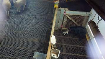 Baby and adult goat in kill pen - Each day, workers will collect newborn goats (kids) and lambs, and deposit them in a small pen.

Lambs and kids are killed using a handheld bolt gun which shoots a retracting bolt into their brain. Used as a method of ‘stunning’ for larger animals, captive bolt guns are known for being unreliable in their ability to render an animal unconscious and insensible to pain. Yet, it is still legal in Victoria to use these devices as a method of slaughter for newborn animals. 

Our footage shows baby goats continuing to struggle, sit up, cry out and attempt to stand for over 6 hours after they have been shot by a captive bolt gun. One of these kids struggles throughout the night and is ultimately shot again by a worker the following morning, but only after another newborn has been added to the pen. Another kid is seen sitting up and calling out less than 10 minutes after they have been shot. They attempt to stand and continue to cry throughout the night before a worker picks them up and carries them away in the early hours of the following morning. - Captured at Cedar Meats, Brooklyn VIC Australia.